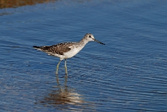 David Plant Photography - Wildlife Photographer - Greenshank - E